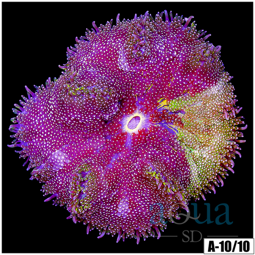 Grafted Martinensis Carpet Anemone