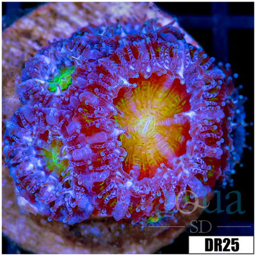 Monsoon Captive Spawned Acan Lord