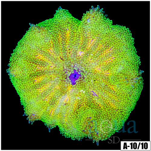 Neon Martinensis Carpet Anemone