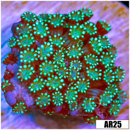 Neon Iced Binding Alveopora