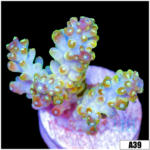 Honey Crystal Acropora