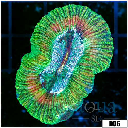 Aussie Gold Ring Trachy