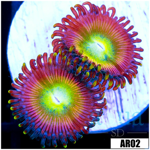 Candy Apple Zoas