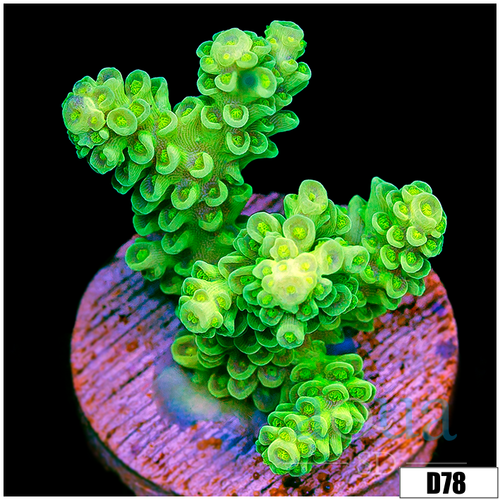 Cultured Slime Acropora