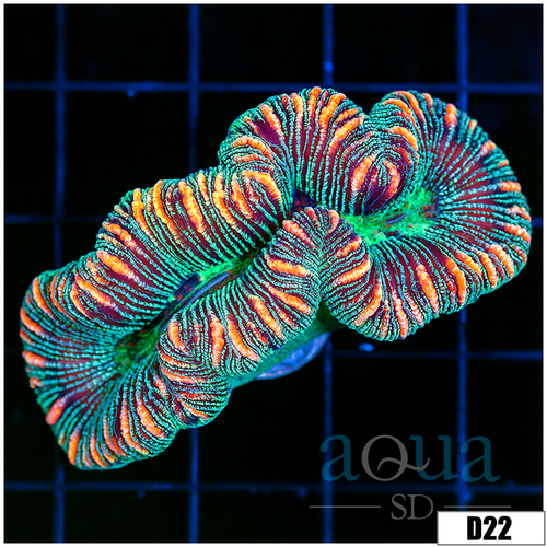 Metallic Tiger Striped Trachy