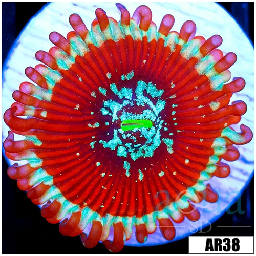 Magician Zoas