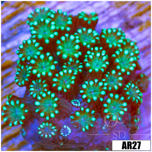 Neon Iced Binding Alveopora