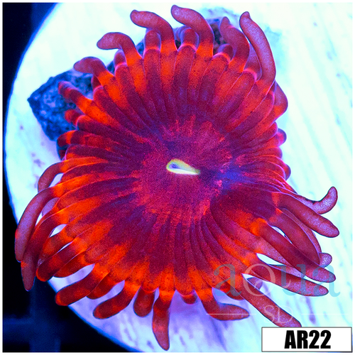 Devils Armor Zoas