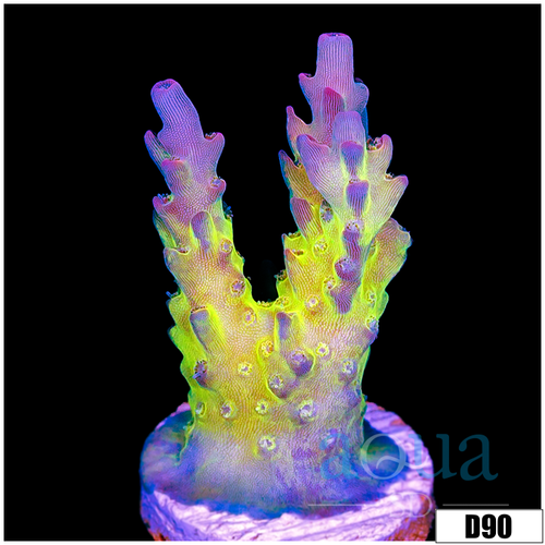 ASD Wonderland Acropora