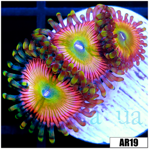 Candy Apple Zoas