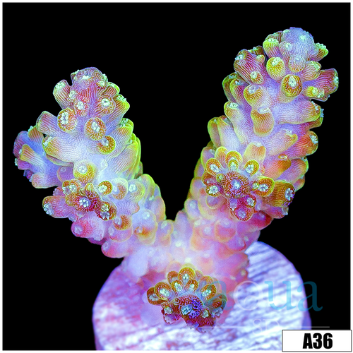 Honey Crystal Acropora