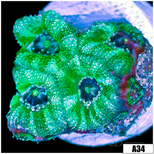 Minty Fresh Acan Lord
