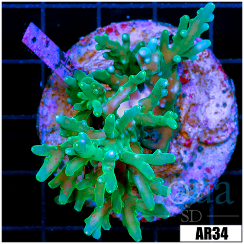Deep Water Emerald Tort Colony