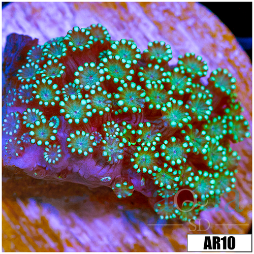 Neon Iced Binding Alveopora