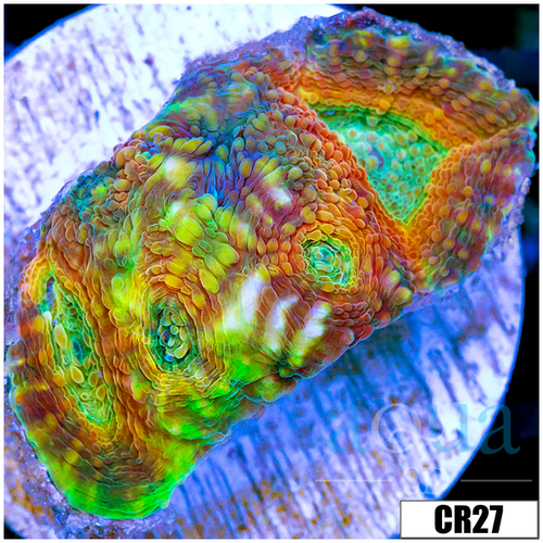 Mango Tango Acan Echinata