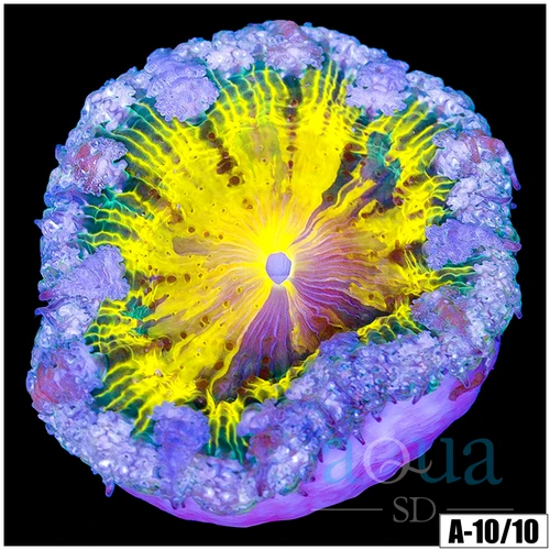 Banana Core Rock Flower Anemone