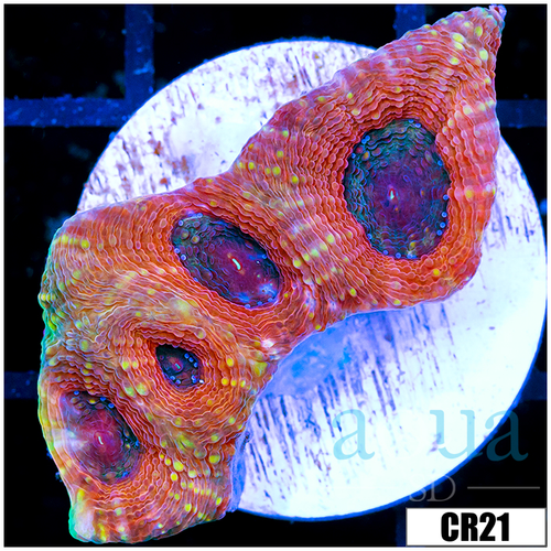 Chedder Cheese Echinata