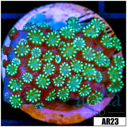 Neon Iced Binding Alveopora