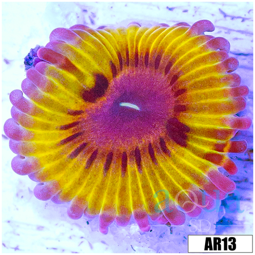 Chiquita Zoas
