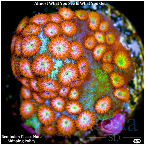 Meteor Shower Cyphastrea Multiples Available