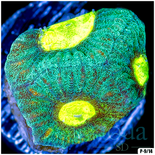 Toxic Eyes Goniastrea Multiples Available