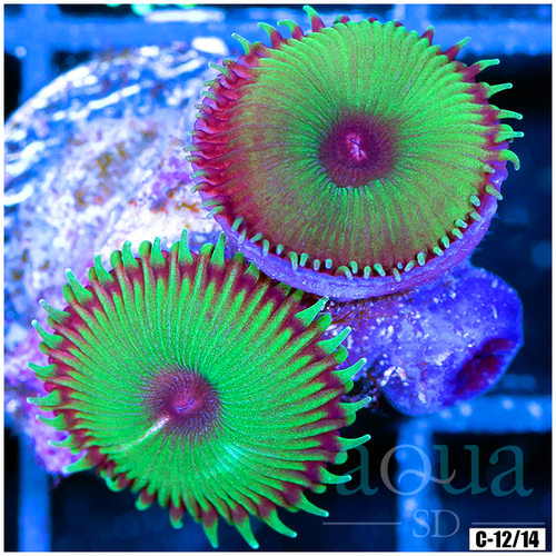 Flytrap Palys Multiples Available