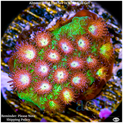 Meteor Shower Cyphastrea Multiples Available
