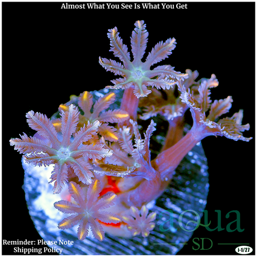 Firework Clove Polyps Multiples Available