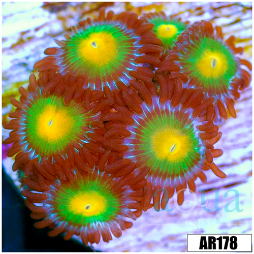 Gator Eyes Zoas Multiples Available