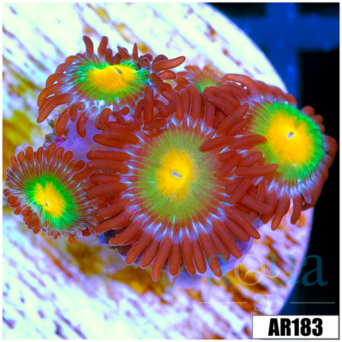 Gator Eyes Zoas Multiples Available