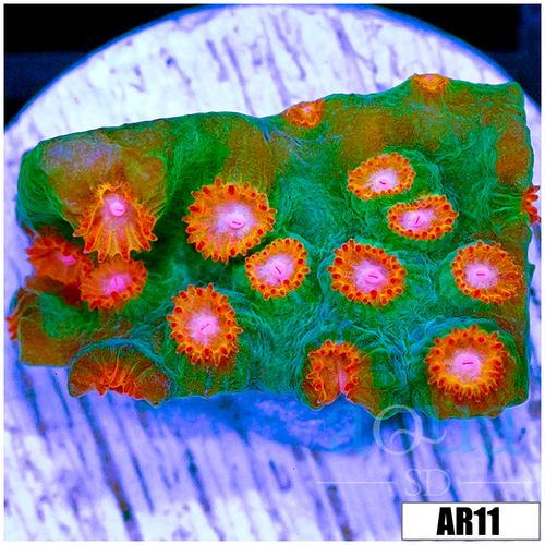 Meteor Shower Cyphastrea Multiples Available