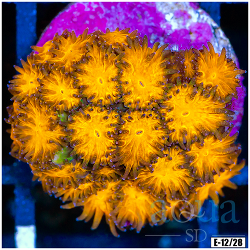 Orange Eye Leptastrea Multiples Available