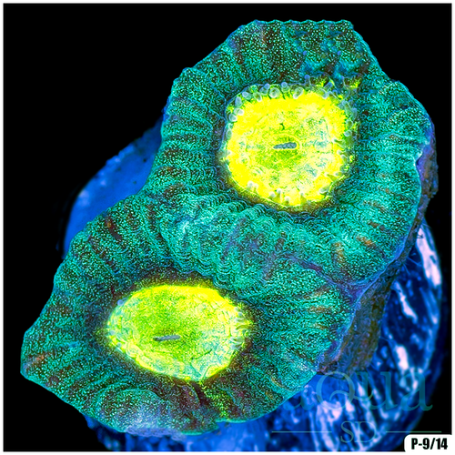 Toxic Eyes Goniastrea Multiples Available