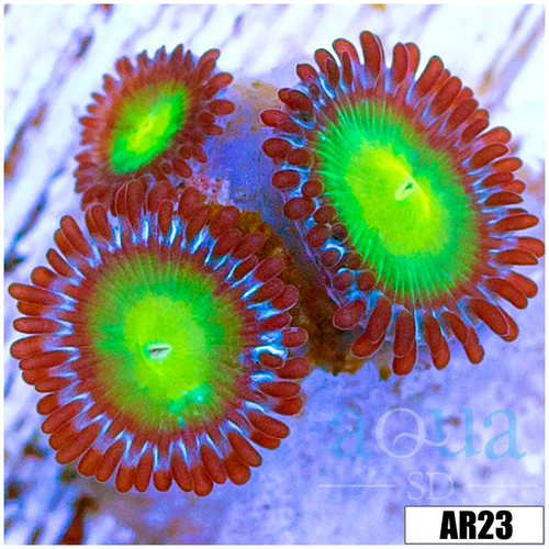Dragon Eye Zoas Multiples Available