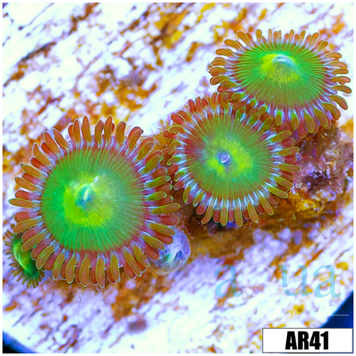 Dragon Eye Zoas Multiples Available