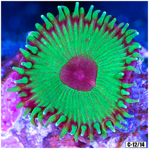 Flytrap Palys Multiples Available