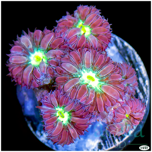 Aussie Blasto Merletti Multiples Available