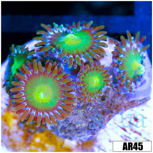 Dragon Eye Zoas Multiples Available
