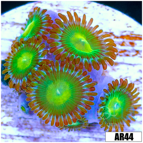 Dragon Eye Zoas Multiples Available