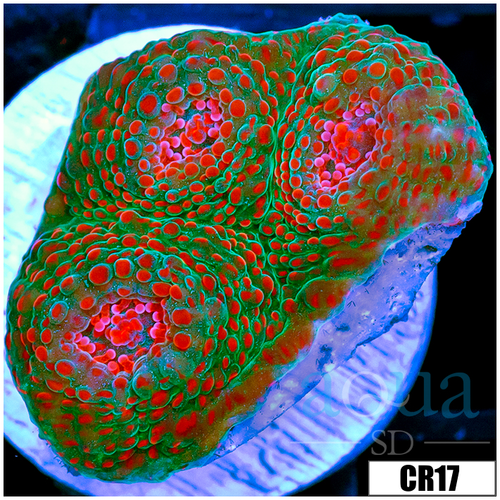 Chameleon Chalice Multiples Available