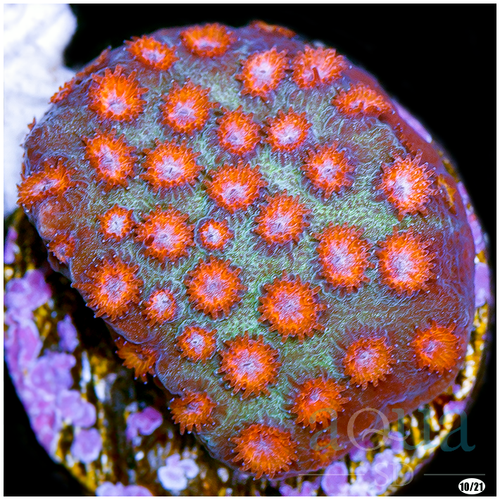 Meteor Shower Cyphastrea Multiples Available