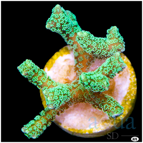 Indo Green Birdsnest Multiples Available