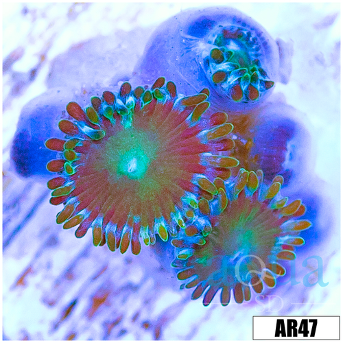 Dragon Eye Zoas Multiples Available