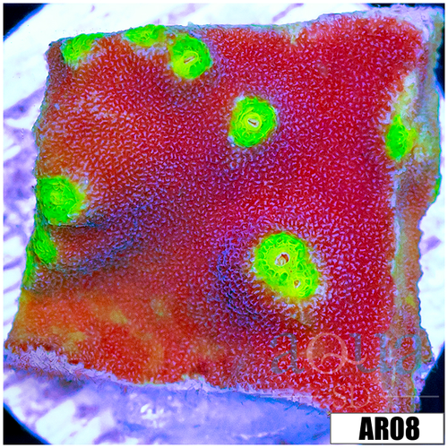 LA Lakers Scroll Coral Multiples Available