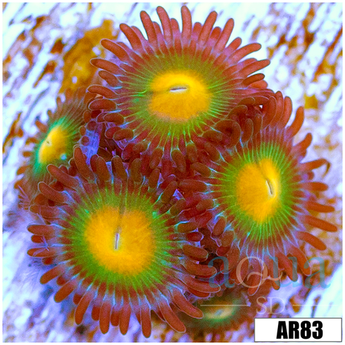 Gator Eyes Zoas Multiples Available