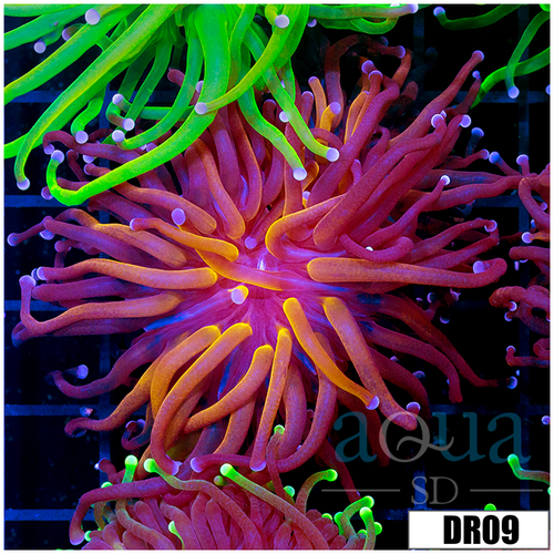 Indo Purple Tiger Torch