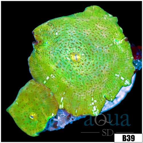 Nuclear Discosoma Mushroom