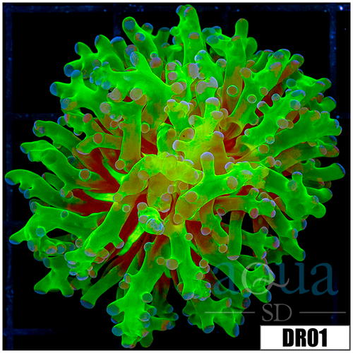 Indo Nuclear Purple Tipped Frogspawn