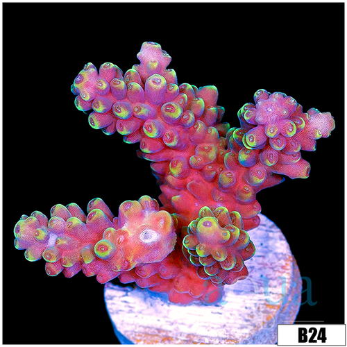 Grape Tort Acropora