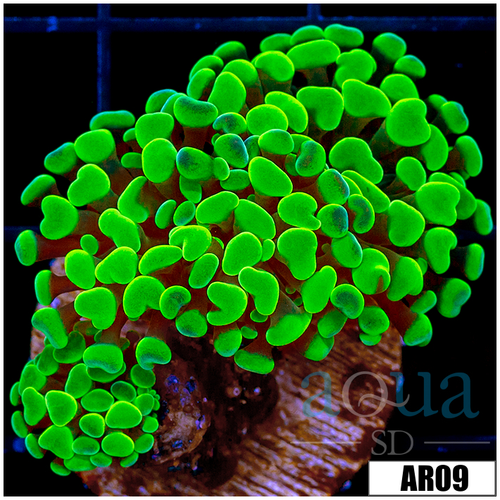 Indo Green Branching Hammer